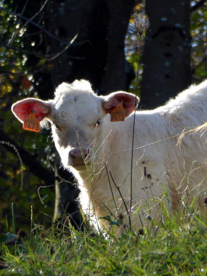 Adal-Berht Leilighet Saint-Maximin  Eksteriør bilde